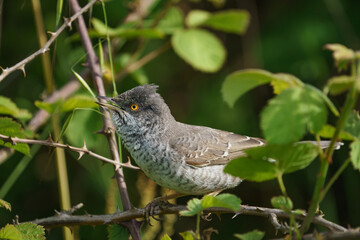 Barred Warbler (Sylvia nisoria) perched on a thorny branch