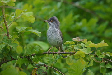 Barred Warbler (Sylvia nisoria) perched on a thorny branch