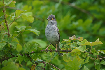 Barred Warbler (Sylvia nisoria) perched on a thorny branch