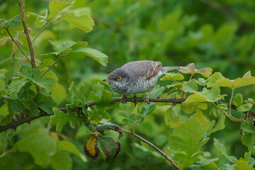 Barred Warbler (Sylvia nisoria) perched on a thorny branch