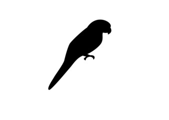 silhouette of a bird