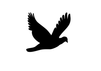 dove in the sky