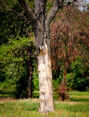 Fototapeta premium tree trunk without barks in a green public park