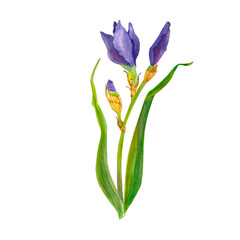 Delicate watercolor flower. Purple iris. Women's Day. Mom s day. beautiful plants, floral design, botanical illustration. For greeting card, wedding invitation, interior