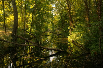 Obraz premium Natural forest with reflection in the river and rays of light,mystical atmosphere. Panorama of a beautiful forest. Fairytale forest with water.Sunset in the woods.Natural biosphere reserve, Slovakia. 