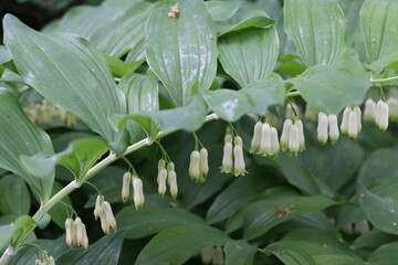 Fototapeta na wymiar Polygonatum multiflorum, perennial forest herb with white flowers