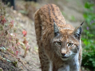Northern lynx in action in the wild and in the wild.