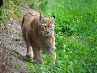 Fototapeta na wymiar Northern lynx in action in the wild and in the wild.