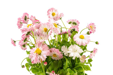 Pink blooming daisy flowers isolated on white background. Lush flowering plant for garden, beautiful bouquet, close up