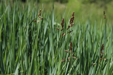 Fototapeten Hierochloe odorata. Sweet grass or holy grass. © Katarzyna