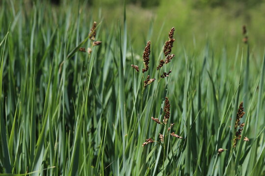 Hierochloe odorata. Sweet grass or holy grass.