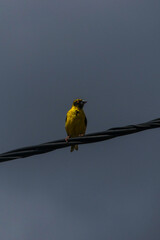 Photo d'un oiseau jaune posé sur un fil électrique. 