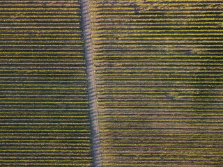 Aerial view of vineyards field plantation on sunset. Cinematic drone aerial view on Green highland valley countryside. Eco farming in wild nature landscape. Tourism, travel concept.