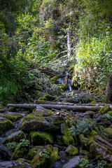 A serene forest scene with a small stream flowing through moss-covered rocks, surrounded by lush greenery and creating a peaceful atmosphere