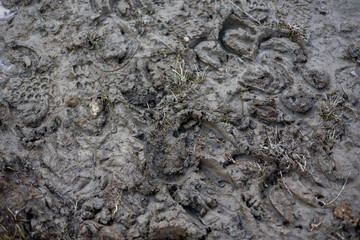Muddy ground with visible animal tracks, patches of grass, and small stones, captured in soft light, indicating overcast weather or twilight.