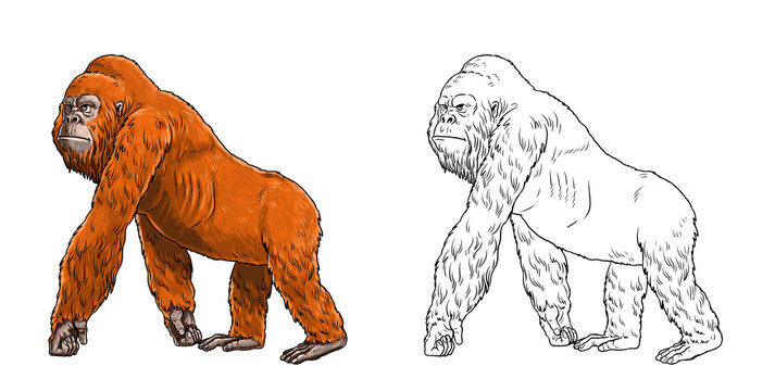 Prehistoric primates gigantopithecus. Giant orangutan. Ancestors of humans for coloring book.