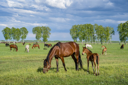 Summer landscape with horses grazing on a green meadow. In the foreground is a mare with a foal. Very beautiful cloudy sky.