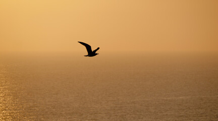 Fototapeta na wymiar Aerial view of sunset on a calm and relax sea with a seagull flying