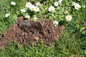 A small black mole shows up from its hole in a grass with daisies
