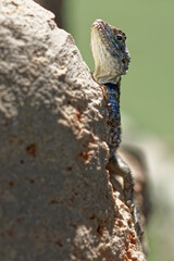 Hardun-Agame or roughtail rock agama or starred agama  (Laudakia stellio)