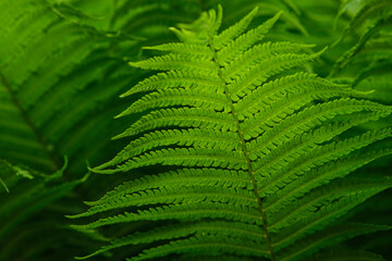 Beautiful background of young green fern leaves. Beautiful ferns leaves of green foliage. 