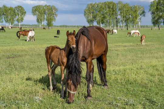 Summer landscape with horses grazing on a green meadow. In the foreground, a foal clings to its mother. Very beautiful cloudy sky.