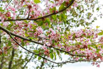 nature, botany and flora concept - close up of blooming branch with cherry blossoms in spring garden