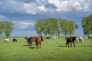 Summer landscape with horses grazing on a green meadow. Very beautiful cloudy sky.