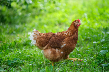 A red hen grazes in the green grass. Raising poultry.