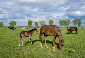 Fototapeta na wymiar Summer landscape with horses grazing on a green meadow. In the foreground is a mare with a foal. Very beautiful cloudy sky.