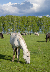 Naklejka na ściany i meble Summer landscape with horses grazing on a green meadow. In the foreground is a white horse. Very beautiful cloudy sky.