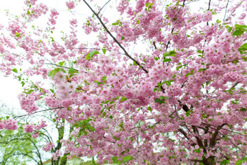 nature, botany and flora concept - close up of blooming branch with cherry blossoms in spring garden