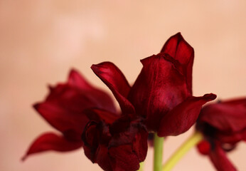 red wilting tulip bud on pink background
