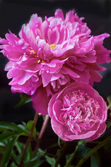 bouquet of two pink peonies close-up