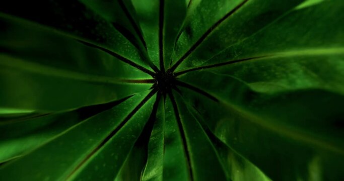 Slider shot of natural texture leaves on black bacground
