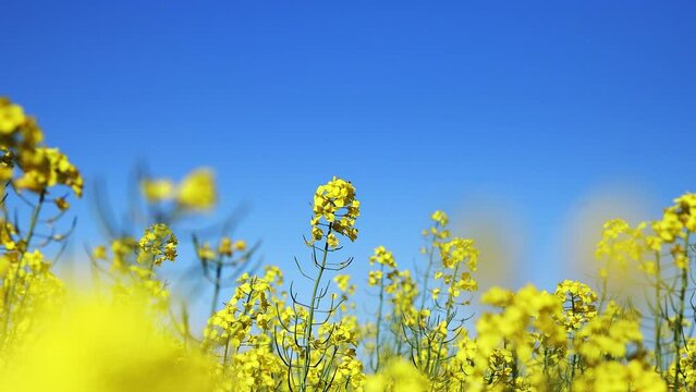 Yellow blooming rapeseed field. Rapeseed is grown for the production of animal feeds, vegetable oils and biodiesel