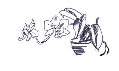 blooming orchid in a pot, black and white graphic sketch isolated on white background