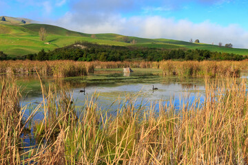 A lake in Pekapeka Regional Park, a wetland in Hawke's Bay, New Zealand, surrounded with native raupo (bulrush) plants 