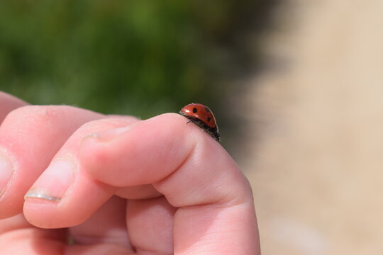 Seven-spot ladybird (Coccinella sectempuntata) walking on a human hand