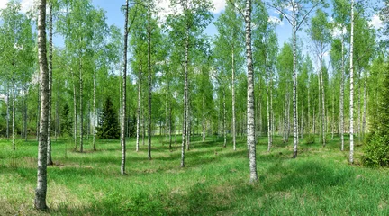 Gordijnen Early spring birch forest in Rusko, Finland. Sunny day in the forest. © Finmiki