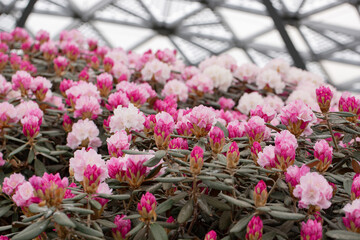 Blooming glade of rhododendrons