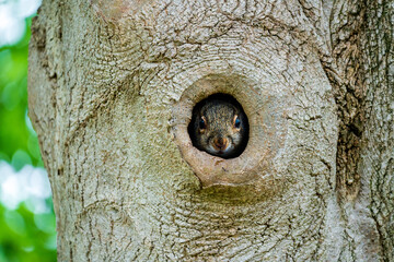Squirrel Nesting in a Tree