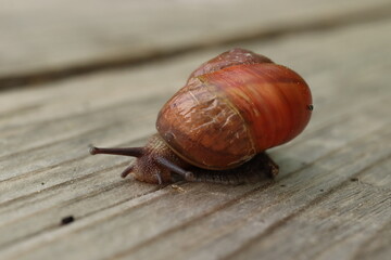 Helix pomatia, land snail, snail with a shell crawls on wood