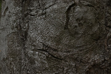 the surface of the tree resembling the face, the bark of a tree