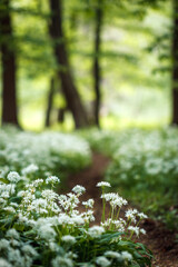 Flowering wild garlic in forest. Empty footpath in woodland at springtime. Selective focus
