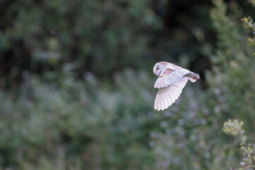 A wild barn own flies majestically as it searches for prey