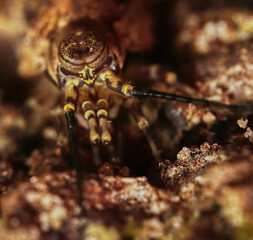 Rock Bristletails Family Meinertellidae