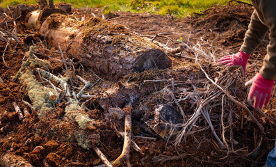 Rotting Tree Trunks and Twigs are Good Nutrient Sources for Hügelkultur Gardening