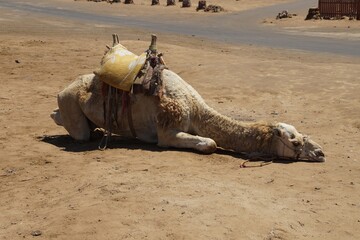 ne tired camel lies on the sand in the desert of egypt