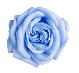 Obraz na płótnie Canvas Beautiful blooming light blue rose on white background